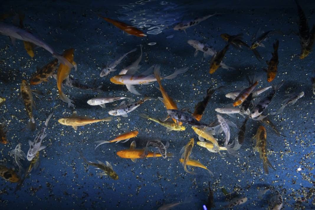 Sanayi dalgıçları vatoz ve köpekbalıklarını elleriyle besliyorlar. Onlar en zor mesleği yapıyor! - Resim: 22